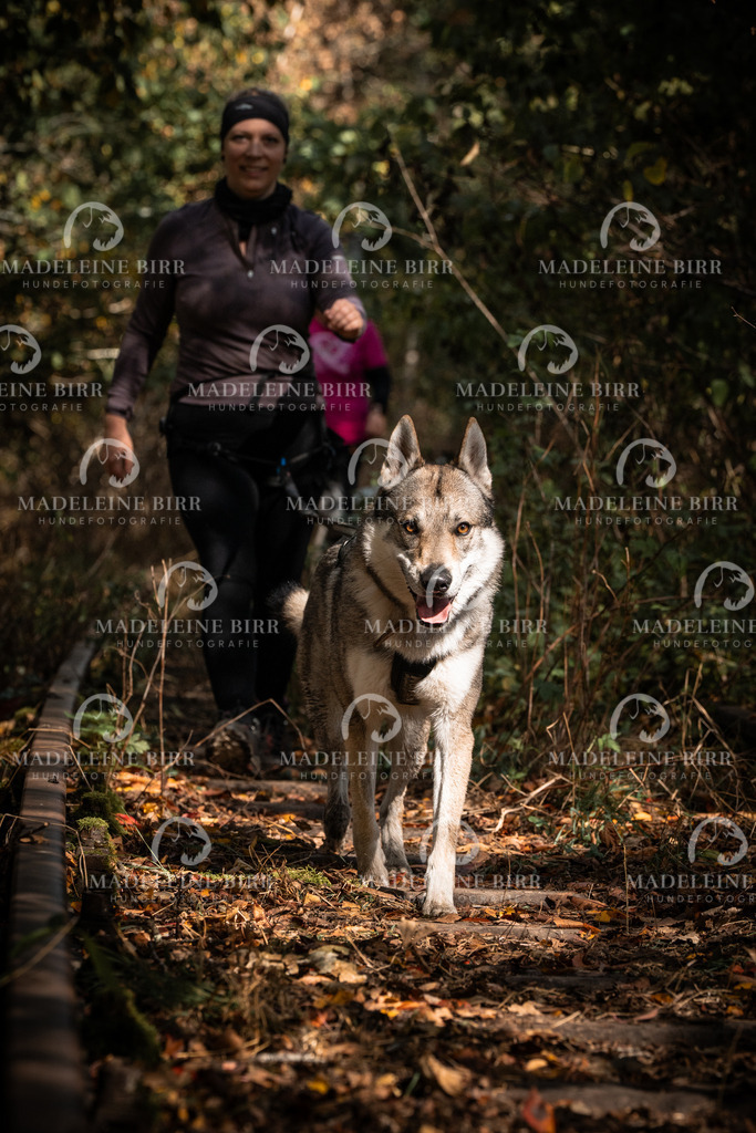 madeleinebirr.fotografie.2026.cc.hunsrueck.12-13Uhr.75 | hundefotografie-birr