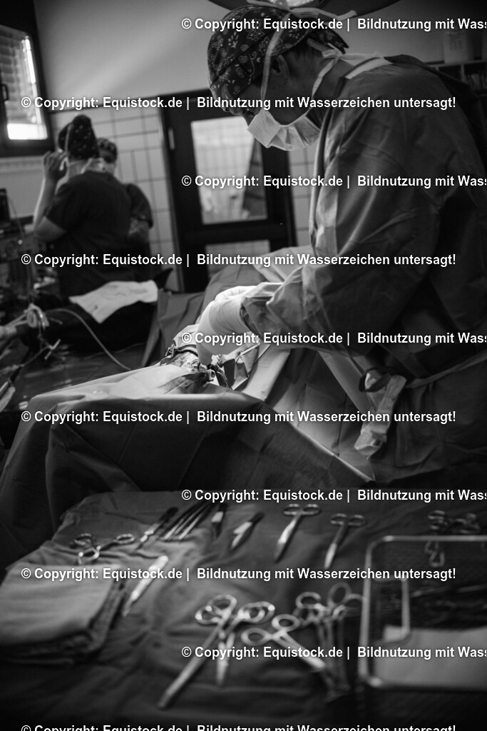 20160309_Sehnenschnitt_OP__0034 | equistock