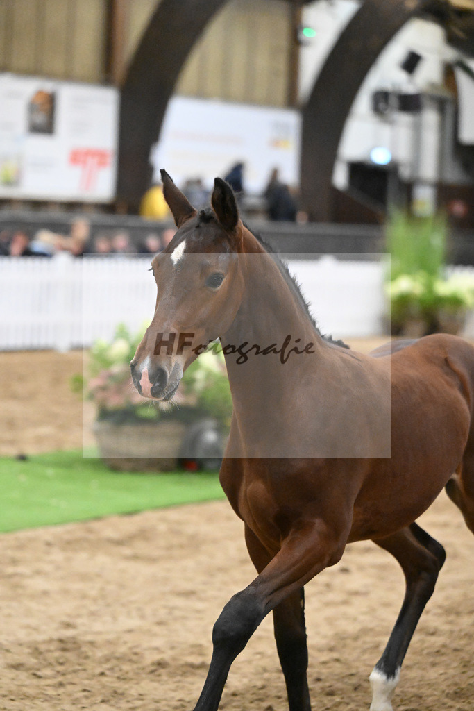 Fohlenauktion Next Chance_49220601 | hf-fotografie - Realisiert mit Pictrs.com