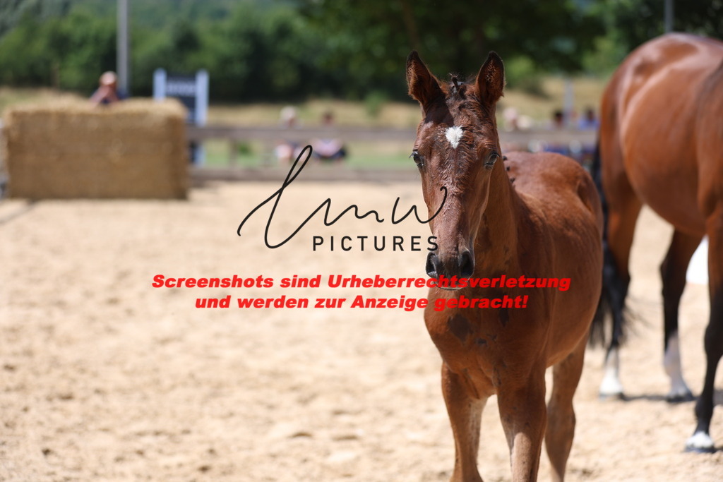 Fohlenschau_Schwäbisch_Hall_springbetonte_Fohlen_KN 31_10 | lmwpictures - Realisiert mit Pictrs.com