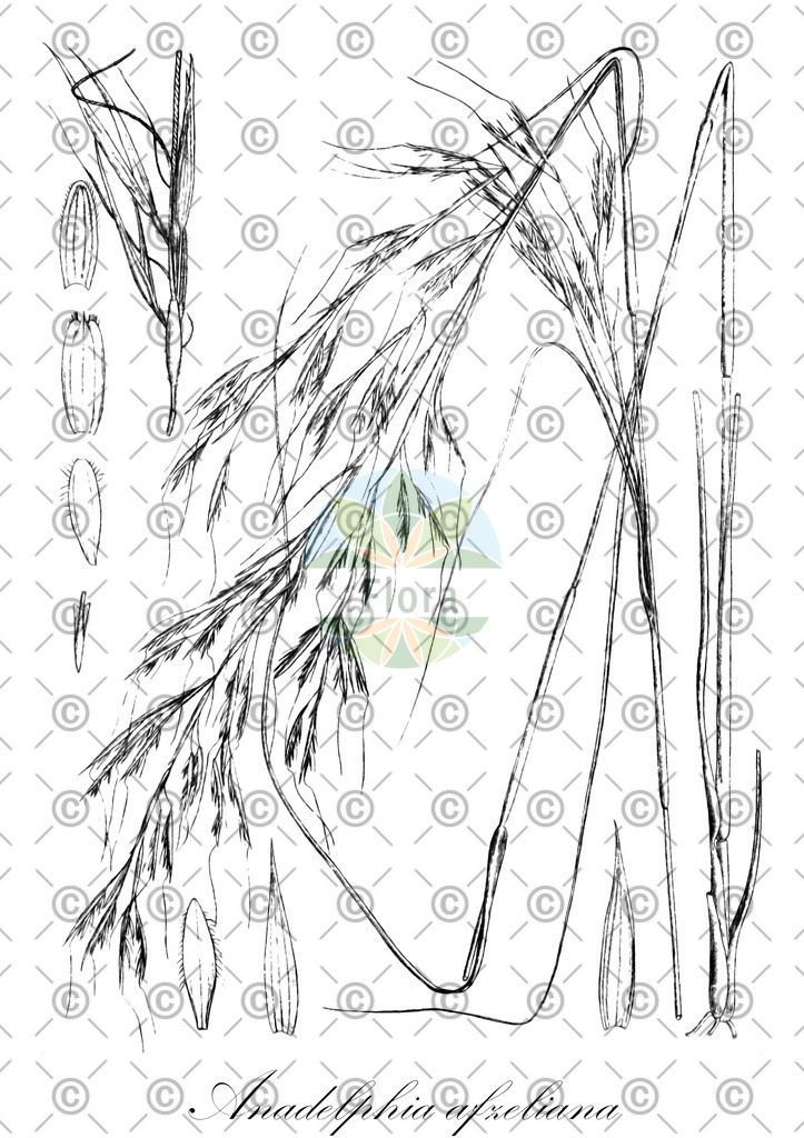 HistAbb_wfo-0000845931_1_ENZY_Simple | Historische Abbildung von Anadelphia afzeliana - Poaceae | Historical Illustration of Anadelphia afzeliana - Poaceae