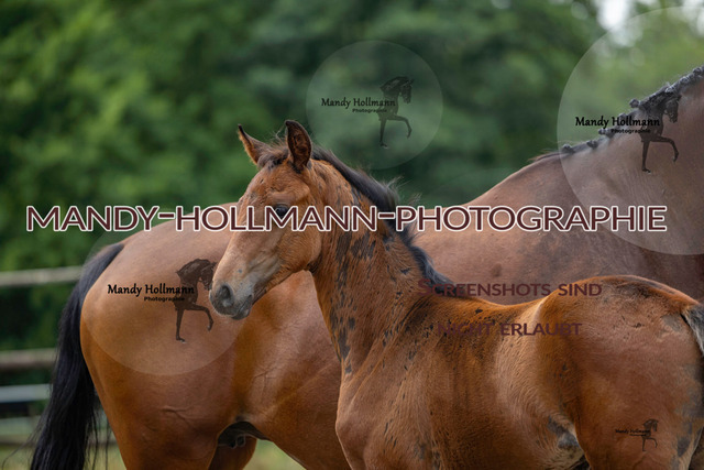 Hexenberg-225 | mandyhollmannphotographie