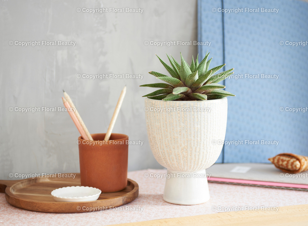 Haworthia auf Kommode | Haworthia auf Kommode mit Bleistifen vor Betonwand - Realisiert mit Pictrs.com