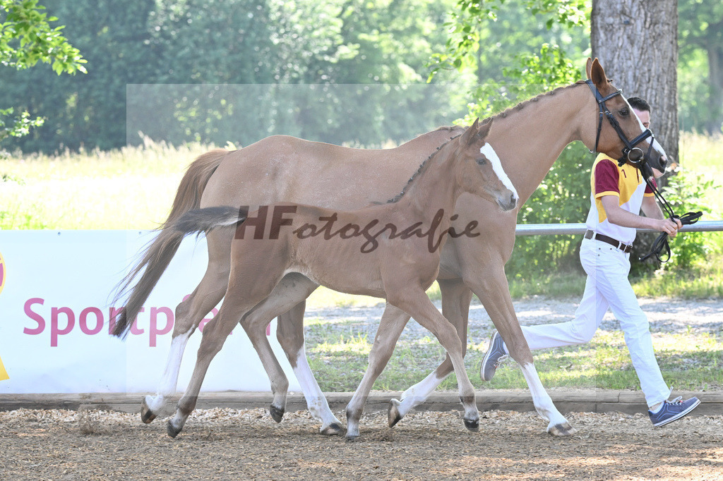 Kat-Nr. 1 SF Chaccos Son_Ruppert_14230014 | hf-fotografie - Realisiert mit Pictrs.com
