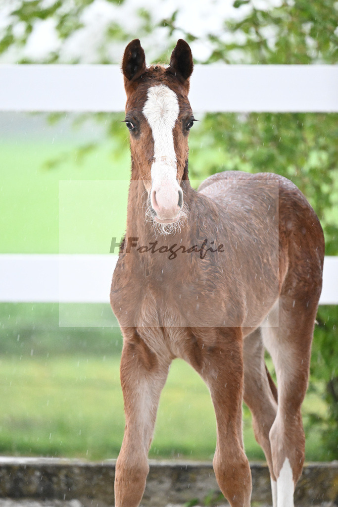 Kat-Nr. 33 HF Ermitage Kalone x Tobago Z_Gaub_23261261 | hf-fotografie - Realisiert mit Pictrs.com