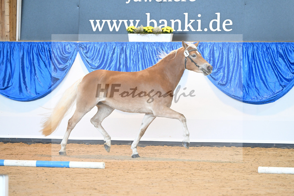 Kat-Nr. 1 Divina v. Weingold S_Steinmueller_60220989 | hf-fotografie - Realisiert mit Pictrs.com