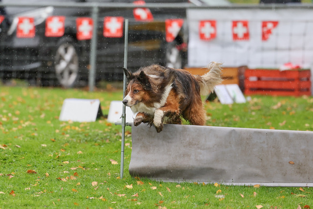 2025_Rally_Obedience_SM-184 | Ich fotografiere Hundeausstellungen, Sportanlässe, Zuchtstätten, Hundezucht, Hundeportrait, Lagotto - Realisiert mit Pictrs.com