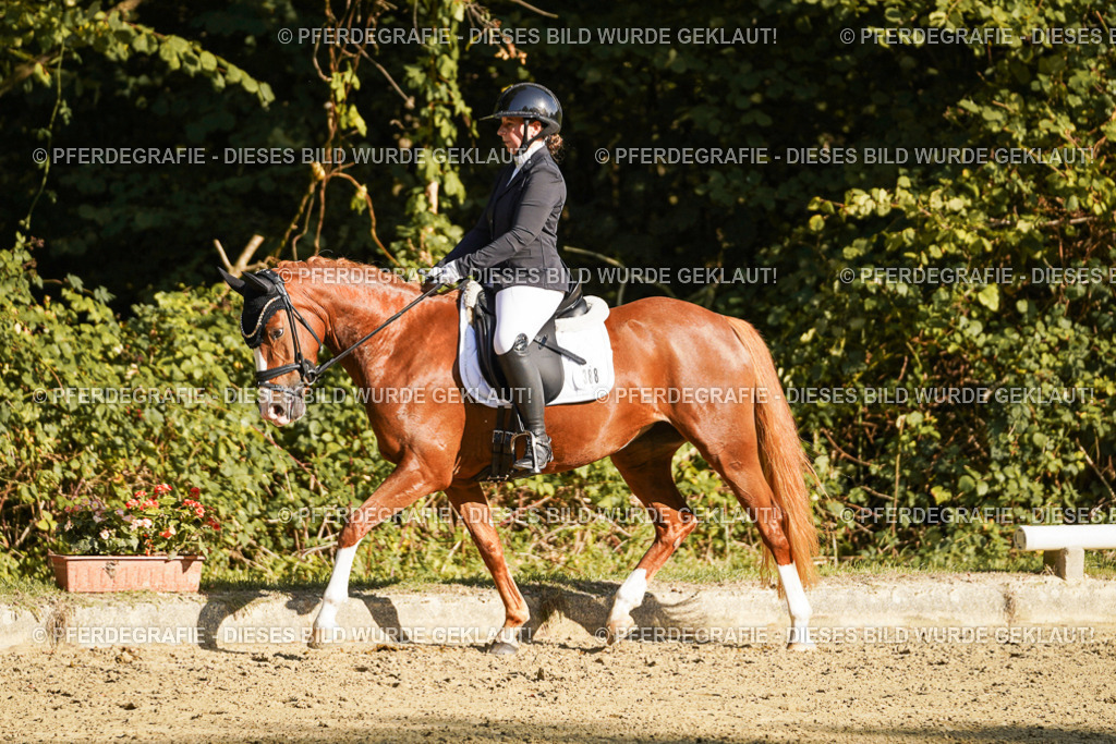 DSC06158 | Pferdegrafie