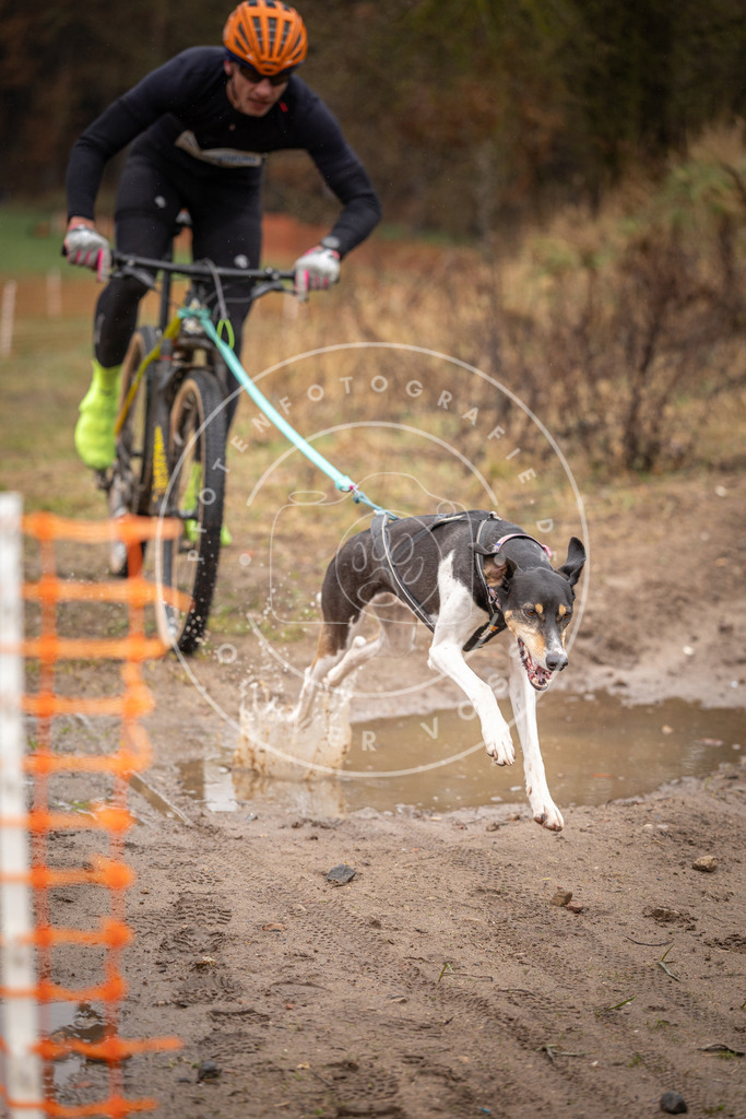 DV3A9015 | Hundefotografie, Tierfotograf, Pfotenfotografie, Fotoshooting Hund, Hunde Portrait, Hundesport, Hundeportraits, Heideshooting, Hunde, Sportfotograf, Hundefotograf, Turnierhundsport, THS,  - Realisiert mit Pictrs.com