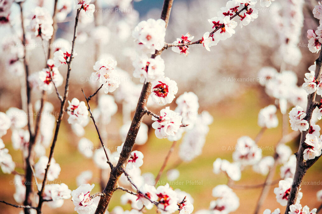 foto_c_pfeffel-partner-0190-R52_6377 | alexander-pfeffel - Realisiert mit Pictrs.com