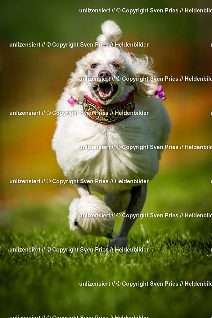 Sven Pries | 2025-04-13 - Hunderennen Baden-Baden - Realisiert mit Pictrs.com