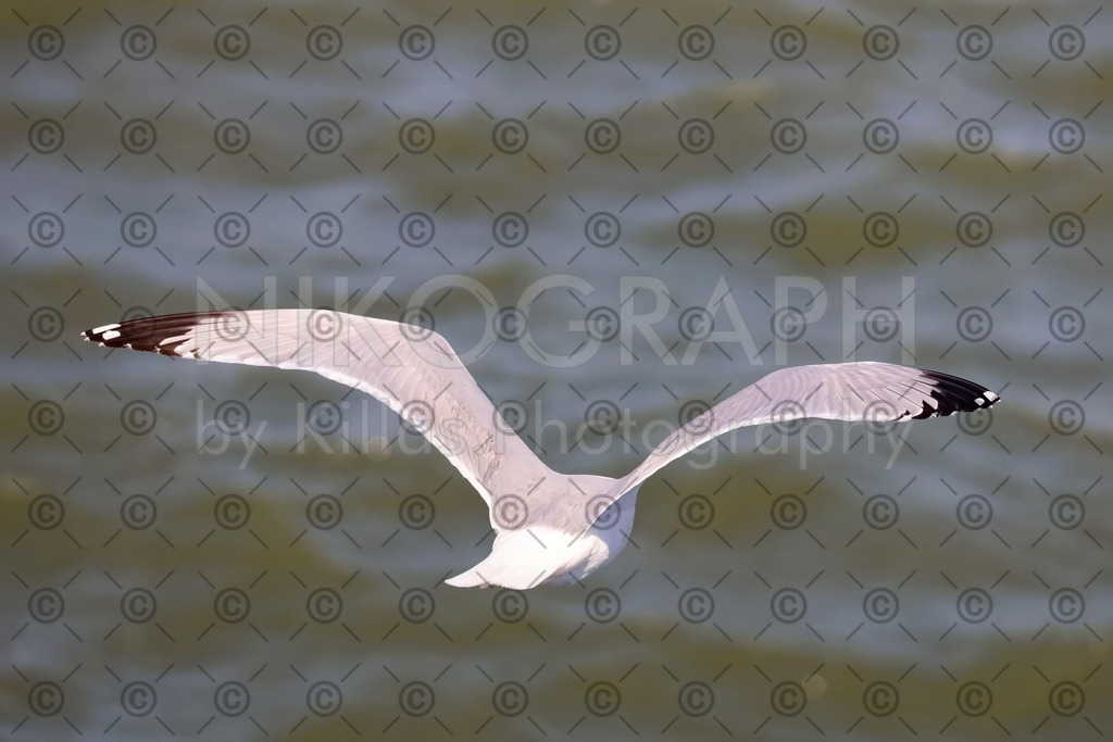 Möwe | Eine Möwe fliegt über der Nordsee.