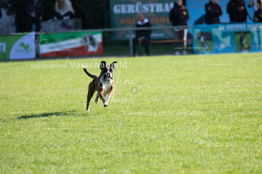 _16A5076 | Einzigartige Fotos von Hunden & Menschen –Actionfotos, Portraits, Vereinsaufnahmen & Paarshootings – authentisch, lebendig & mit Herz.