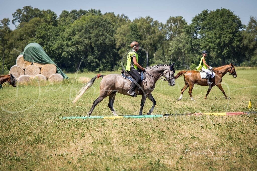 CJP_2026-06-26_45 | Stimmungsvolle Fotografie von Pferden, fotografische Begleitung von Veranstaltungen, Golfturnieren und Distanzritten - Realisiert mit Pictrs.com