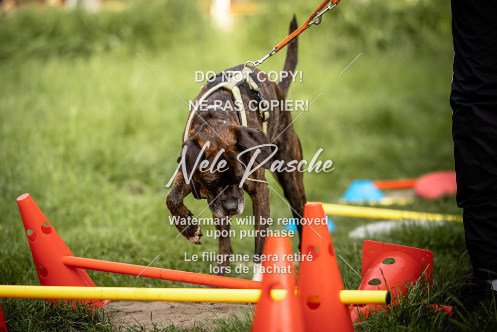 nelerasche_So-earlydog_67 | nelerasche