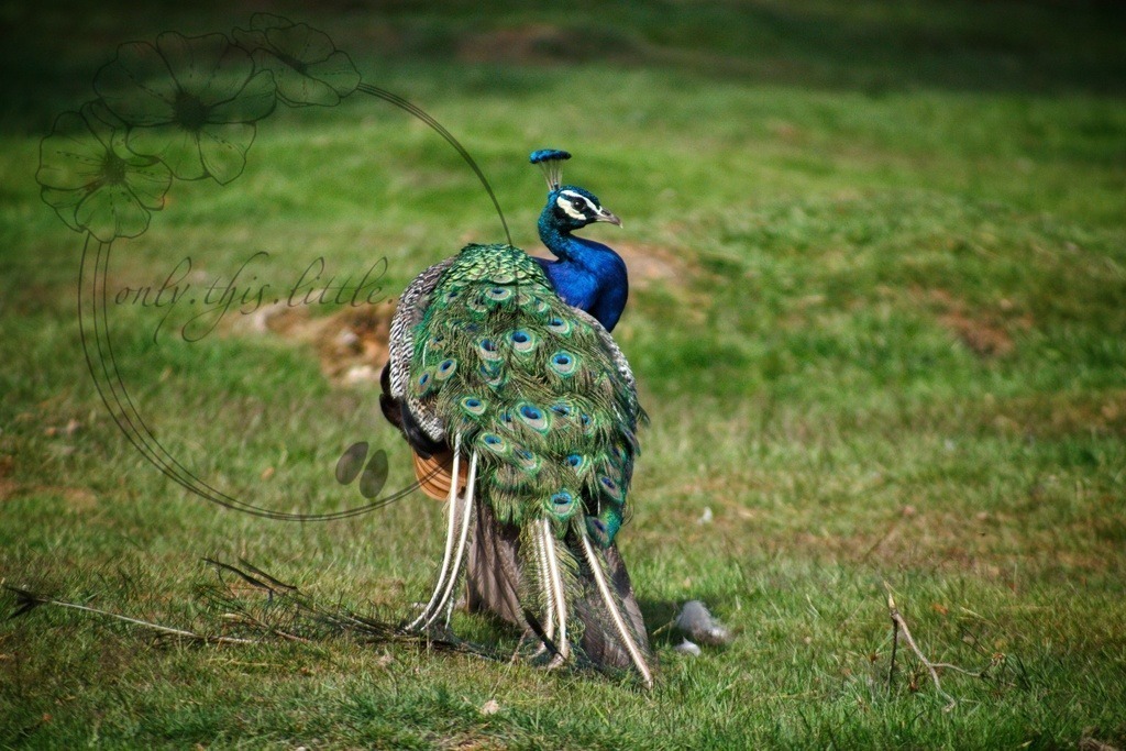 Männlicher Pfau | only.this.little.world - Realisiert mit Pictrs.com