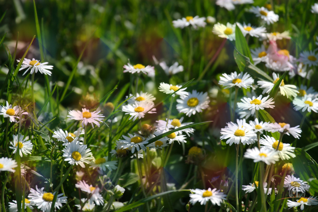 BW-Gänseblümchen-0004 | Entdecken Sie eine vielfältige Auswahl individueller Fotos zum Kauf auf picturalux.de. Finden Sie hochwertige Bilder für Ihre Projekte, die Ihre Botschaft perfekt unterstreichen. Stöbern Sie jetzt und verleihen Sie Ihren Inhalten das gewisse Etwas! - Realisiert mit Pictrs.com