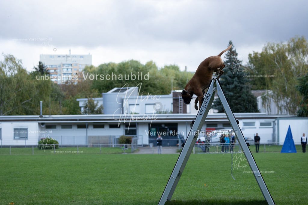 _16A4764 | Einzigartige Fotos von Hunden & Menschen –Actionfotos, Portraits, Vereinsaufnahmen & Paarshootings – authentisch, lebendig & mit Herz.