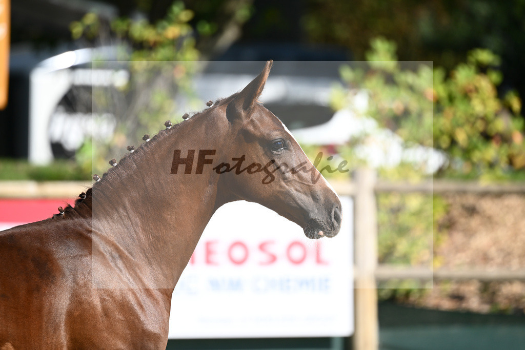 Praesentation Auktionsfohlen_36230211 | hf-fotografie - Realisiert mit Pictrs.com