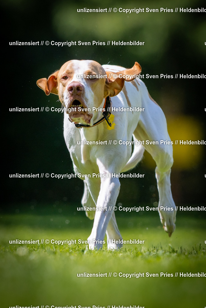 Sven Pries | 2025-08-10 - Hunderennen Durlach - Realisiert mit Pictrs.com