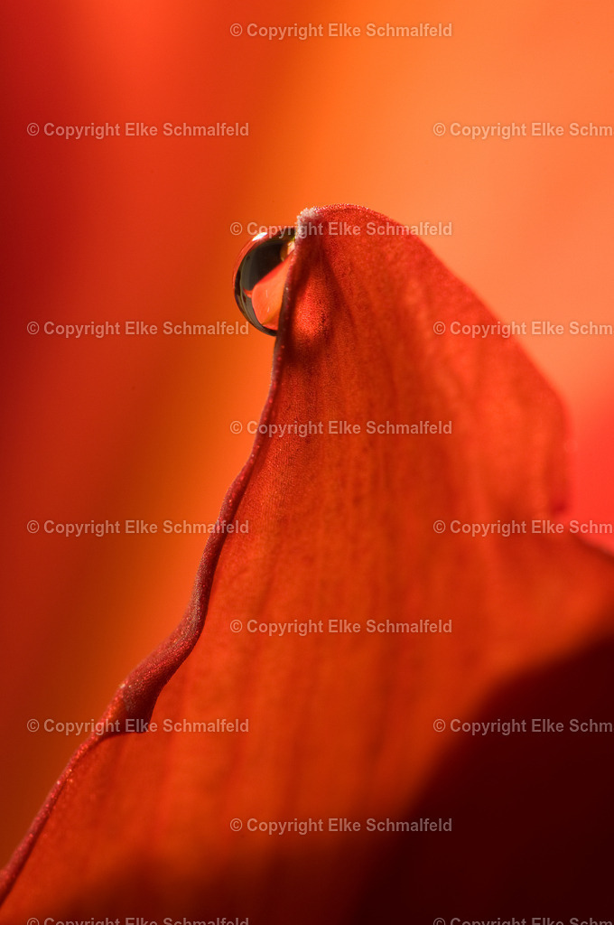 Bluetenreise-Rot-17 | Elke Schmalfeld - Realisiert mit Pictrs.com