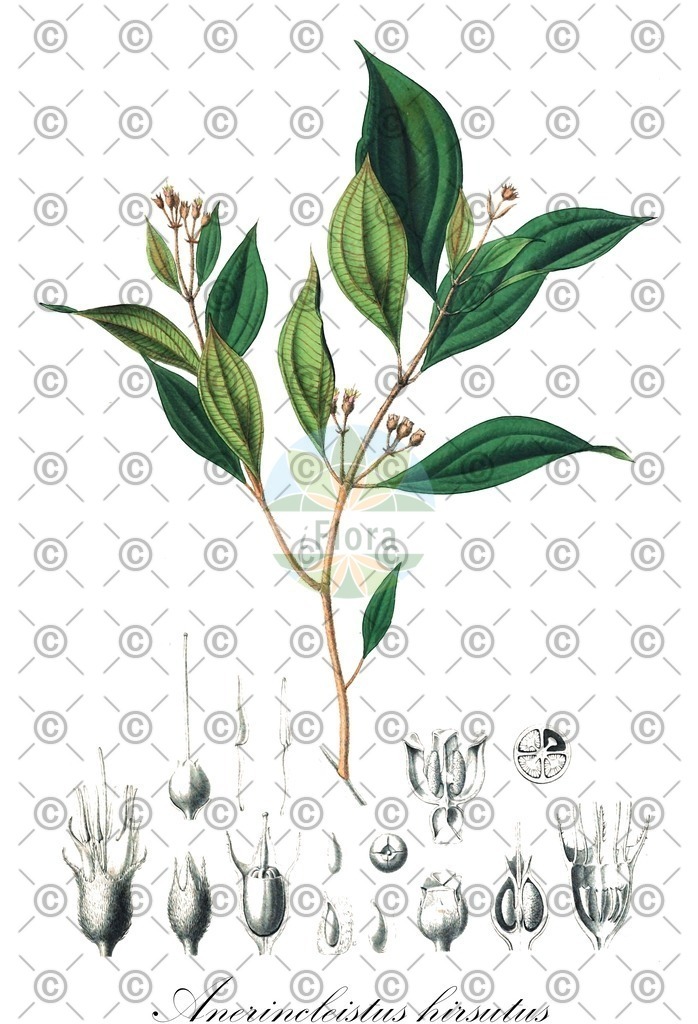 HistAbb_wfo-0000158721_1_ENZY_Simple | Historische Abbildung von Anerincleistus hirsutus - Melastomataceae | Historical Illustration of Anerincleistus hirsutus - Melastomataceae