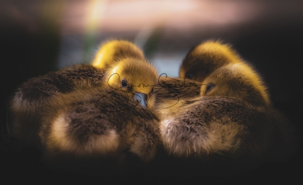 Graugansküken | Simone Sperber, svb-photography,Fotografin,Bilddesignerin,Naturfotografie,Macrofotografie,Tierfotografie,Wildtierfotografie,Ausstellungen,Auftragsfotografie,Kunst,Art,Photographer,Shootings,Bildberatbeitung,Galerie,Shop