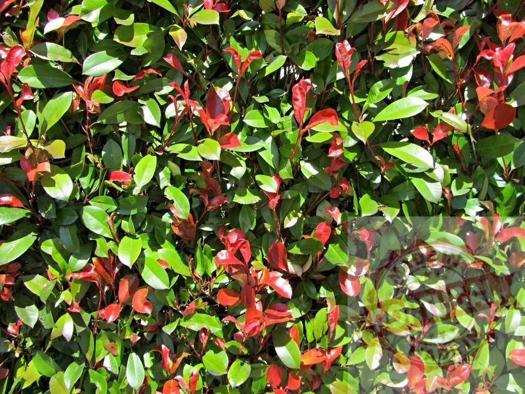 Photinia fraseri growing displaying vibrant red and green foliage | Photinia hedge with new red growth and established green leaves creating a colorful texture - Realized with Pictrs.com