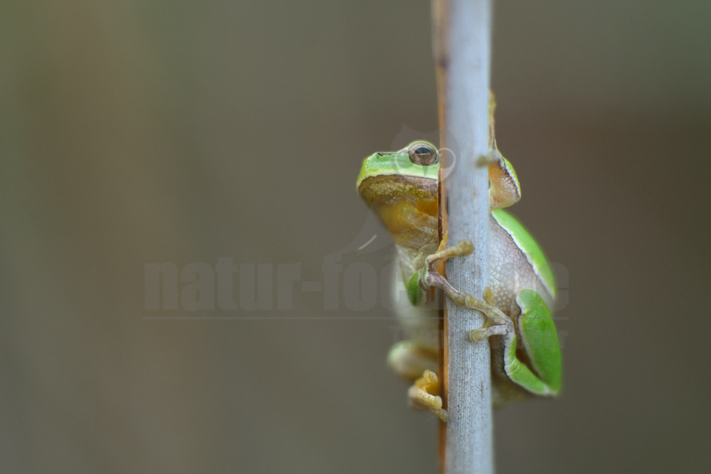 R5M24410_20260520 | Ein Europäischer Laubfrosch (Hyla arborea) klammert sich mit seinen Haftscheiben an einen vertikalen Pflanzenstiel. Der Frosch ist leuchtend grün mit einer helleren, fast weißen Unterseite und einer gelblichen Färbung an den Flanken. Seine großen, braunen Augen sind nach oben gerichtet. Der Hintergrund ist unscharf und in verschiedenen Brauntönen gehalten, was den Frosch hervorhebt. - Realisiert mit Pictrs.com