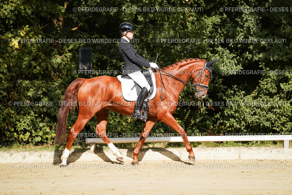 DSC08536 | Pferdegrafie