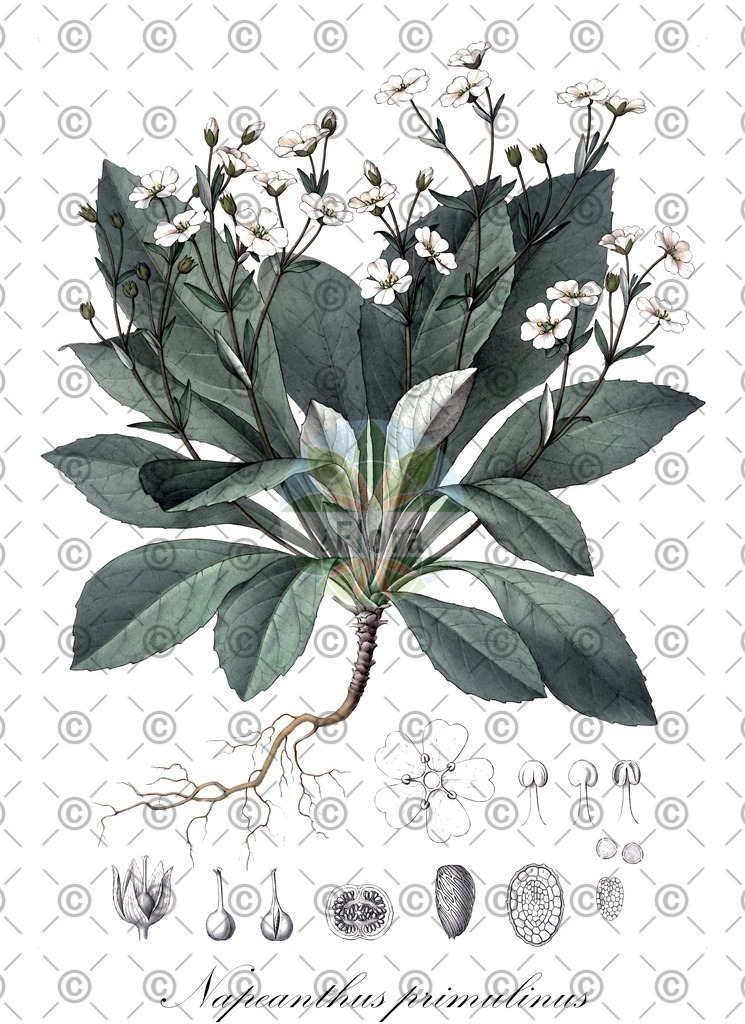 HistAbb_3825_1_SIMPLE | Historische Abbildung von Napeanthus primulinus - Gesneriaceae | Historical Illustration of Napeanthus primulinus - Gesneriaceae