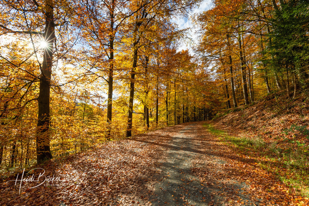 Buchenwald im Herbst | Buchenwald im Herbst - Realisiert mit Pictrs.com