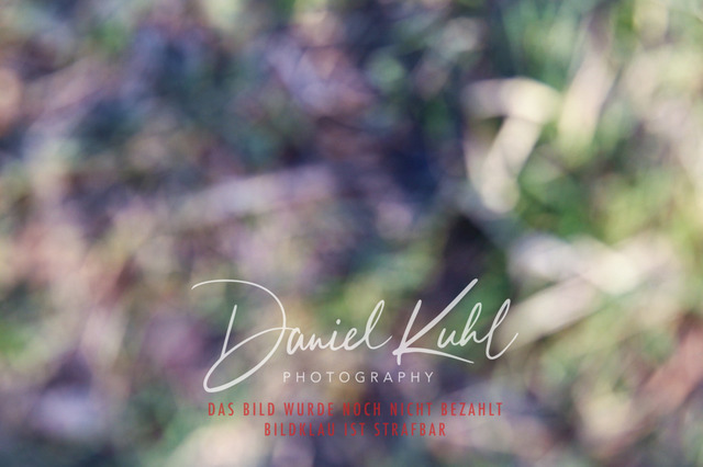 DKP41609 | Turniersportfotografie; Pferdefotografie; Dressurfotografie