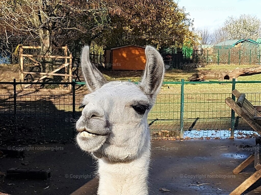 IMG_4795 (3) | romberg-arts, romberg-arts.de, www.romberg-arts.de, Foto_Online_Shop, Julia Fuhrmann, Köln, Fotos, Fotografie, Fotokunst, Kunstdrucke, Naturfotos, Aktfotos, Nacktfotos, schwarz_weiß_Fotos, Blumenfotos, Blumen, Tiere, Beton, Korrosion, Lächeln, Drucke