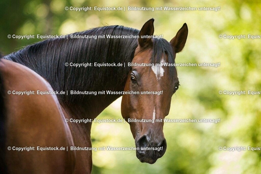 2016_Araber_Stute_Braun (5) | Foto: Thomas Hartig