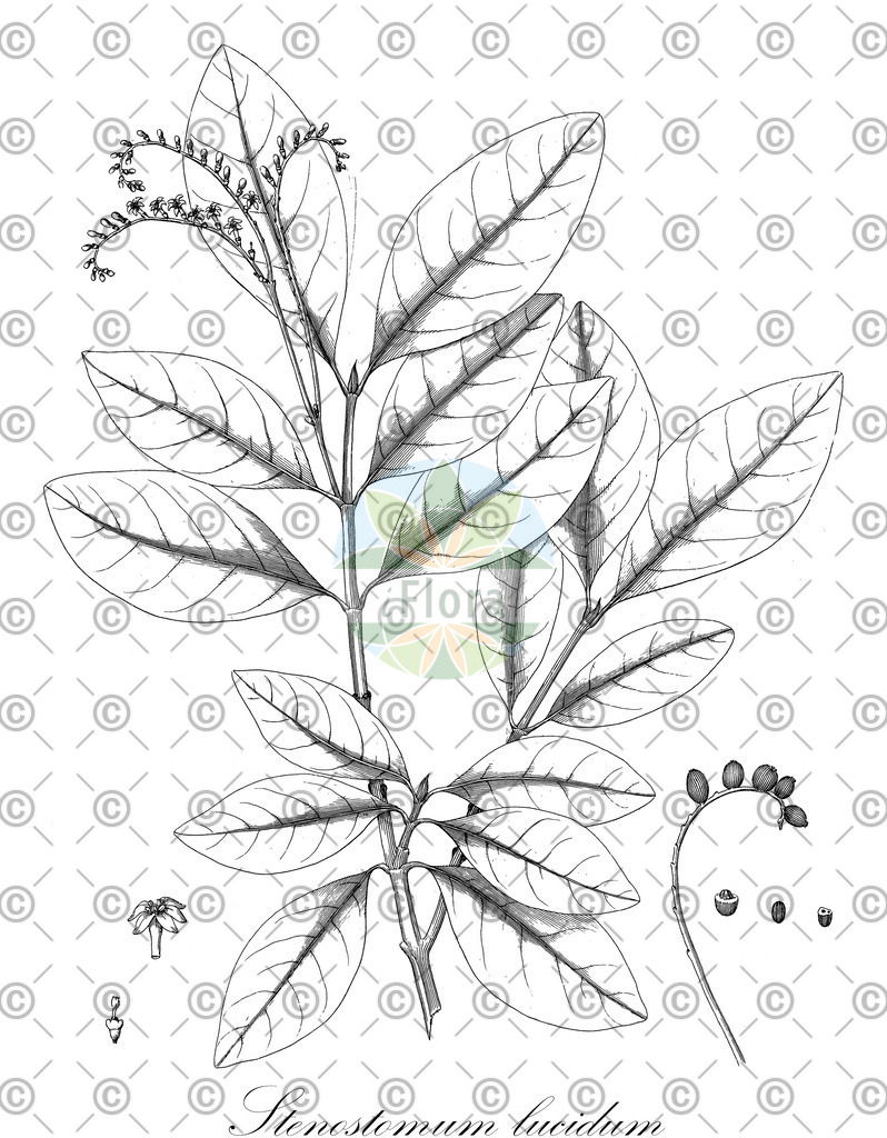 HistAbb_wfo-0000336449_1_ENZY_Simple | Historische Abbildung von Stenostomum lucidum - Rubiaceae | Historical Illustration of Stenostomum lucidum - Rubiaceae