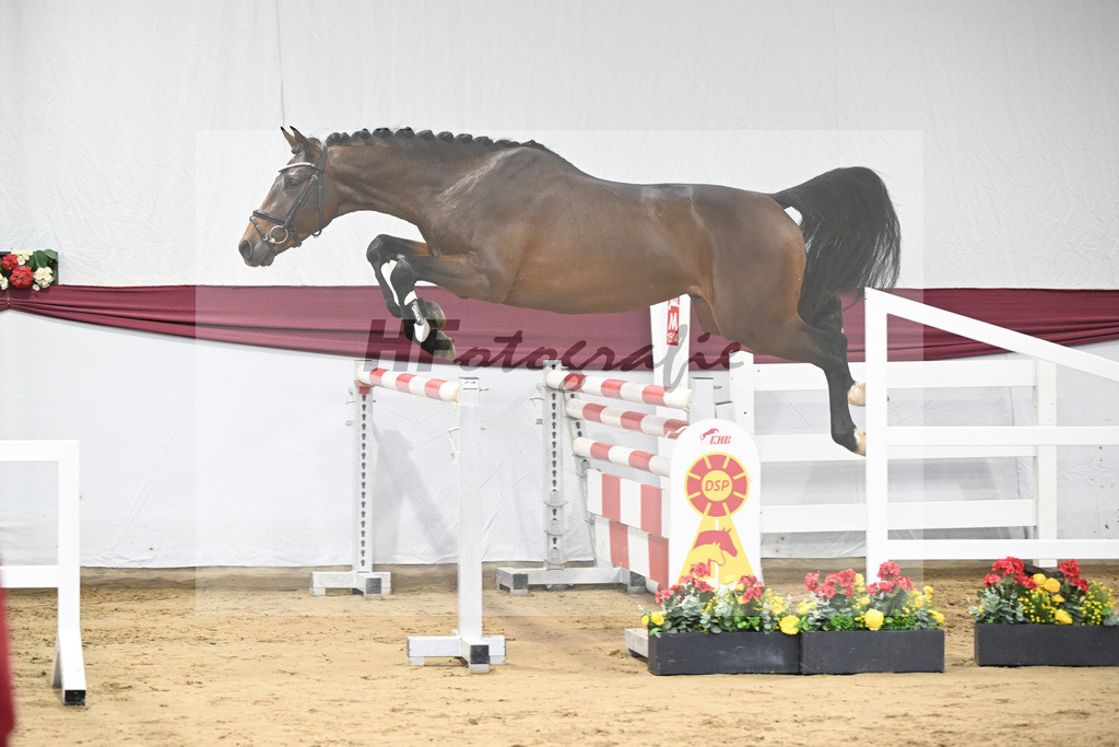 Kat-Nr. 5 Dominatorre x Numero Uno_Alfred Kohn _47250079 | hf-fotografie - Realisiert mit Pictrs.com