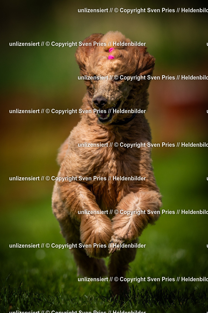 Sven Pries | 2025-04-13 - Hunderennen Baden-Baden - Realisiert mit Pictrs.com