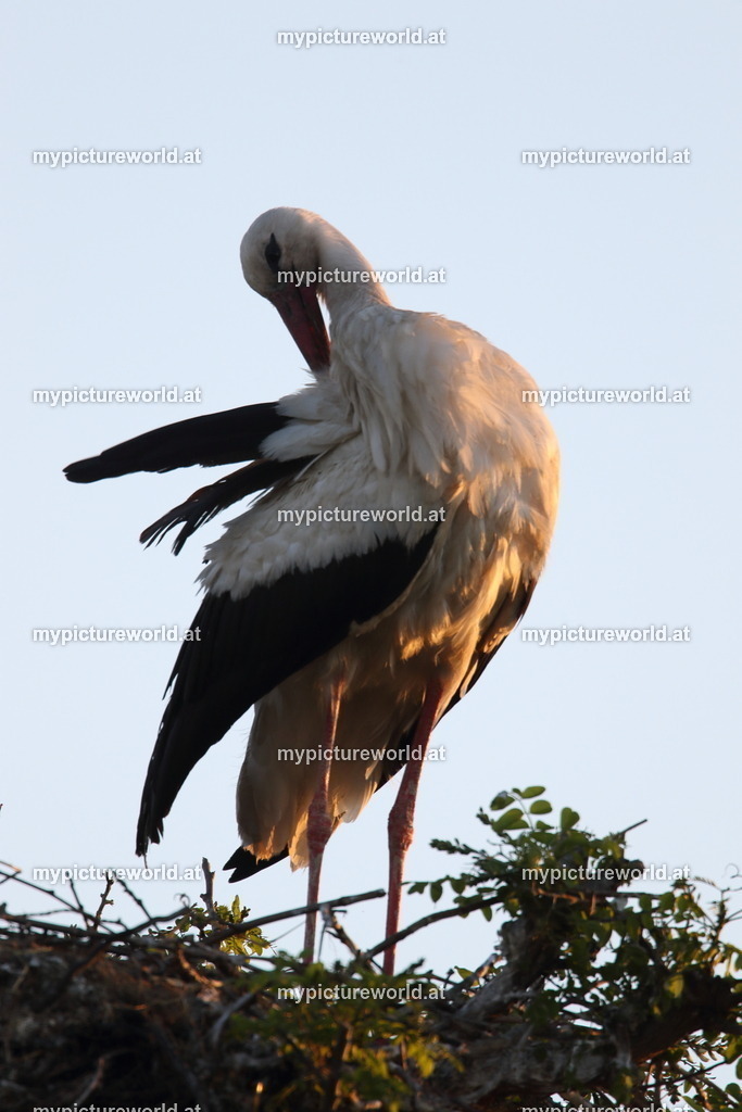 Weißstorch-090 | Das Bilderarchiv über Tiere, Planzen und Landschaften. In der Bilddatenbank finden Sie ein große Auswahl an hochwertigen Bilder für Ihre Werbung - Realized with Pictrs.com