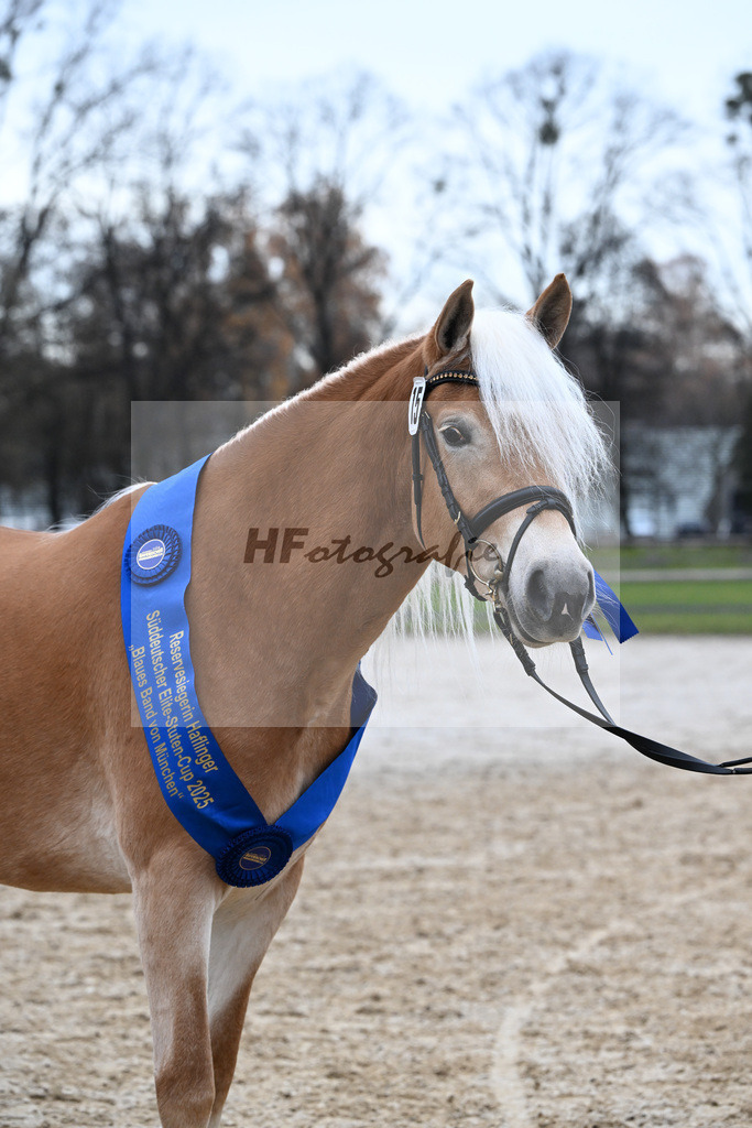 Bl. Band Kat-Nr. 15 Bambi v. Bon Jovi_Stange Haflingergestuet_48251656 | hf-fotografie - Realisiert mit Pictrs.com