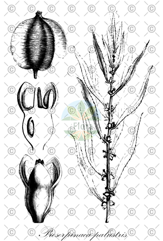 HistAbb_EMP_44111_4_FloraD_Simple | Historische Abbildung von Proserpinaca palustris - Haloragaceae | Historical Illustration of Proserpinaca palustris - Haloragaceae