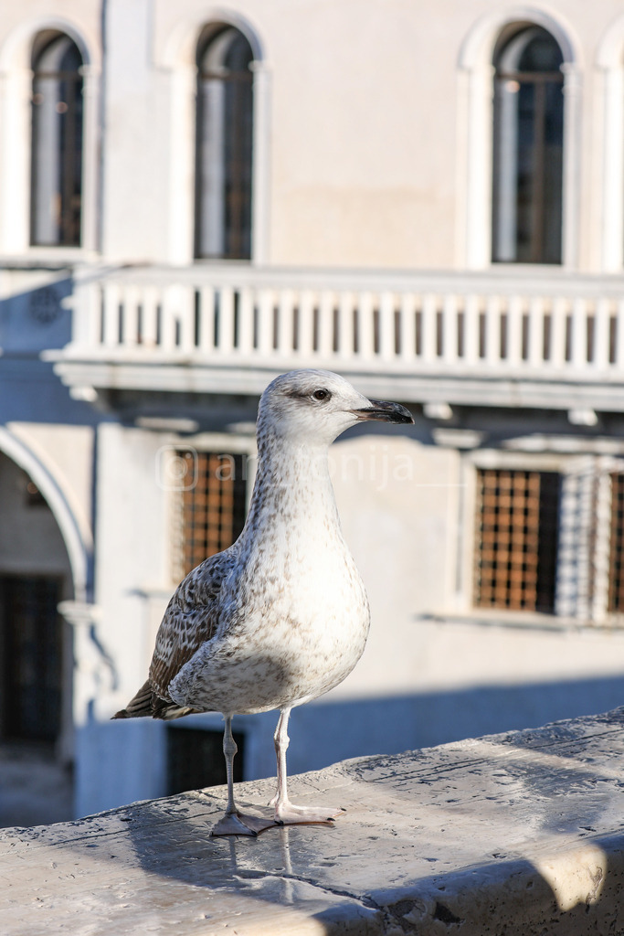 A. Trupina-17 | antonija-trupina - Realisiert mit Pictrs.com