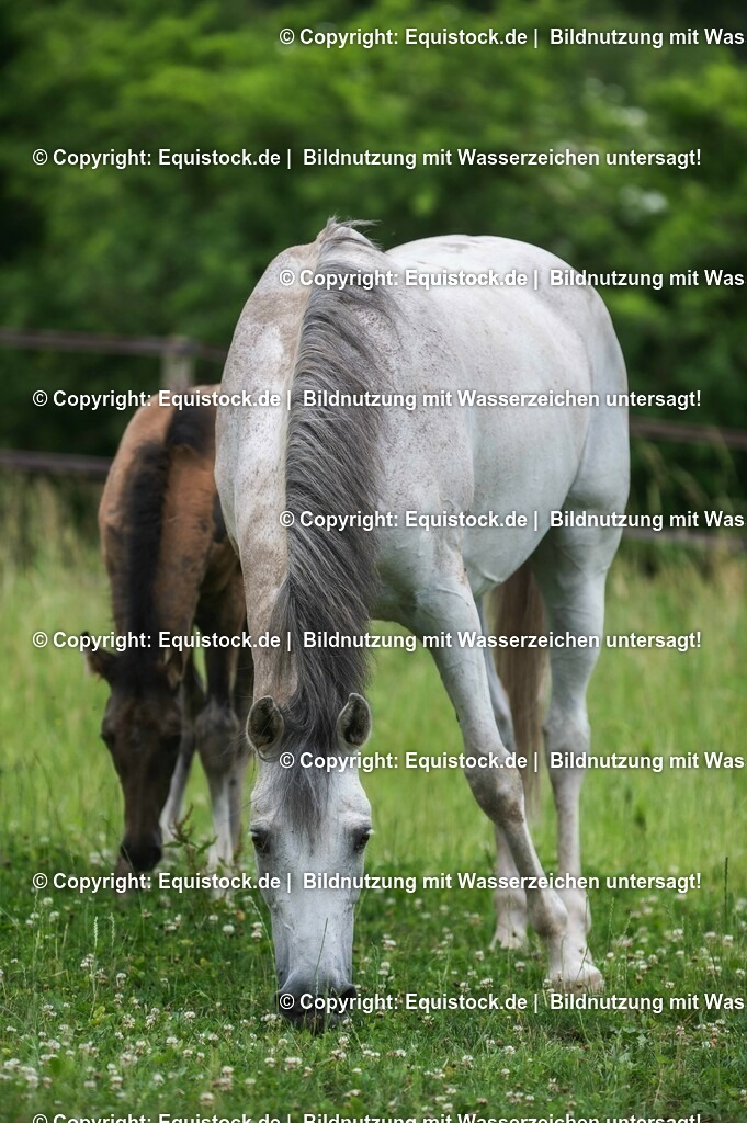 20210623_Fohlen_0492 | Foto: Thomas Hartig