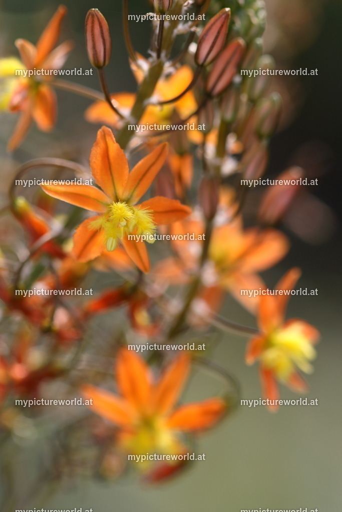 Katzenschwanzpflanze-002 | Das Bilderarchiv über Tiere, Planzen und Landschaften. In der Bilddatenbank finden Sie ein große Auswahl an hochwertigen Bilder für Ihre Werbung - Realisiert mit Pictrs.com