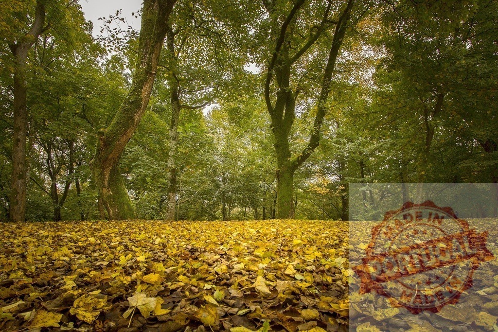 Autumn forest ground covered in yellow fallen leaves. Portugal - Norte | Forest floor covered with a carpet of yellow autumn leaves - Realisiert mit Pictrs.com