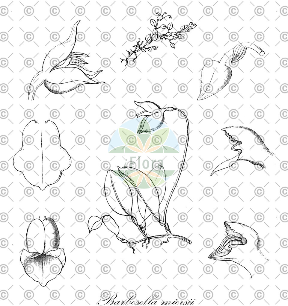 HistAbb_wfo-0001153324_1_ENZY_Simple | Historische Abbildung von Barbosella miersii - Orchidaceae | Historical Illustration of Barbosella miersii - Orchidaceae