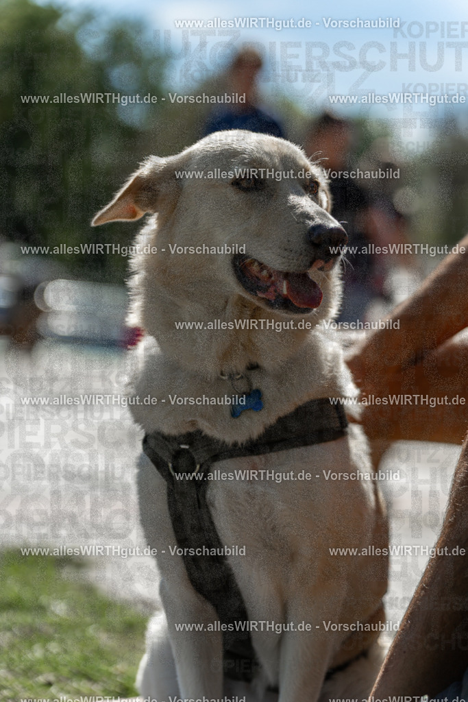 Hundeschwimmen_Volksbad_2026-allesWIRTHgut_Tierfotografie-2609061249-115903-7R500193 | Professionelle Tierfotografie in Mönchengladbach von Daniel Wirth (allesWIRTHgut). Liebevolle & natürliche Bilder von Hunden & Katzen für unvergessliche Erinnerungen.