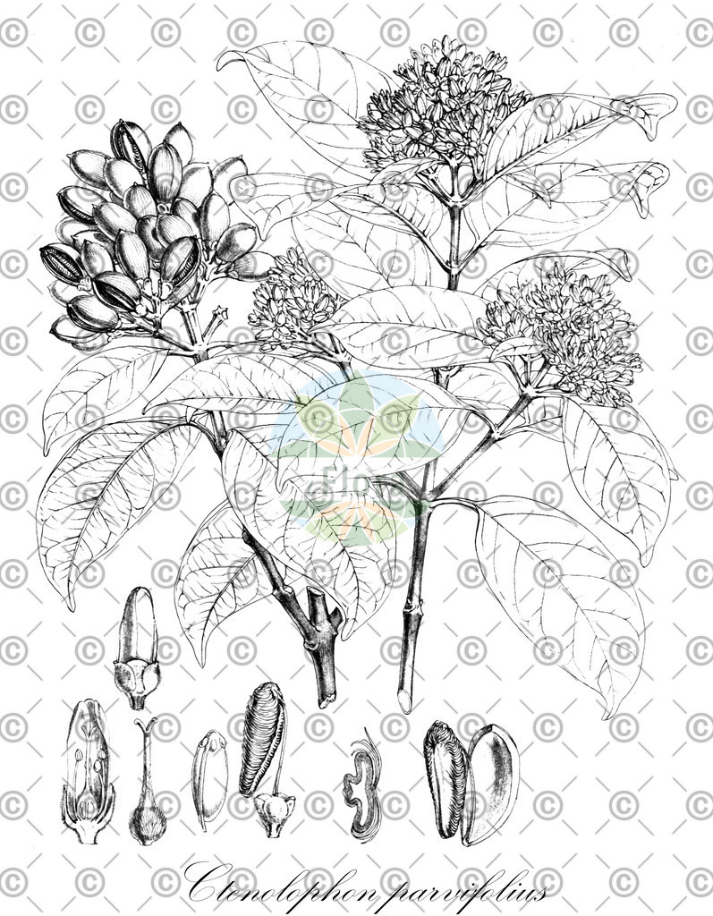 HistAbb_wfo-0000628618_1_ENZY_Simple | Historische Abbildung von Ctenolophon parvifolius - Ctenolophonaceae | Historical Illustration of Ctenolophon parvifolius - Ctenolophonaceae