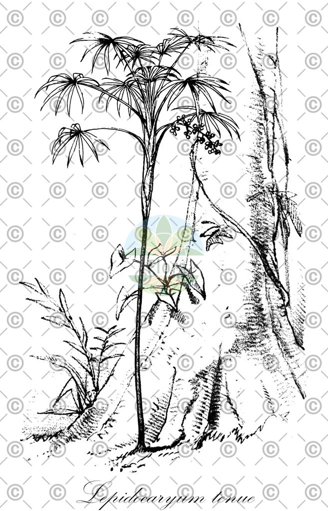 HistAbb_wfo-0000048199_1_ENZY_Simple | Historische Abbildung von Lepidocaryum tenue - Arecaceae | Historical Illustration of Lepidocaryum tenue - Arecaceae