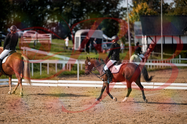 2026_10_03_Siefer-Hof_122032_Z63_43316587 | Professionelle Reitsport-, Turnier- und Eventfotografie von Robert Broda. Galerien mit ausgewählten und bearbeiteten Bildern direkt online ansehen und bestellen.